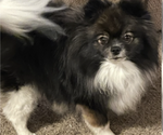 Small Photo #1 Pomeranian Puppy For Sale in HARRISVILLE, MI, USA