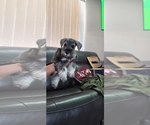Small #9 King Schnauzer