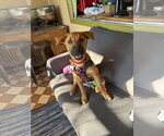 Small Photo #4 German Shepherd Dog-Unknown Mix Puppy For Sale in Williamsburg, NM, USA