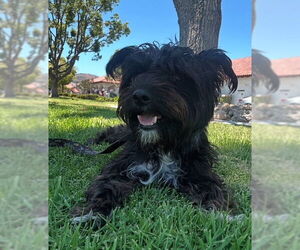 Mutt Dogs for adoption in San Juan Capistrano, CA, USA