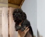 Small #3 Mutt