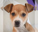 Small #1 Jack Russell Terrier Mix