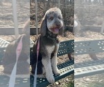 Small Photo #1 Goldendoodle Puppy For Sale in FORD CITY, PA, USA
