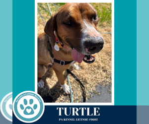 Boxer-Unknown Mix Dogs for adoption in Kimberton, PA, USA