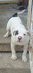 Small Photo #1 American Bulldog Puppy For Sale in CHEBANSE, IL, USA