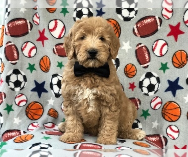 Medium Photo #1 Goldendoodle-Poodle (Miniature) Mix Puppy For Sale in LAKELAND, FL, USA