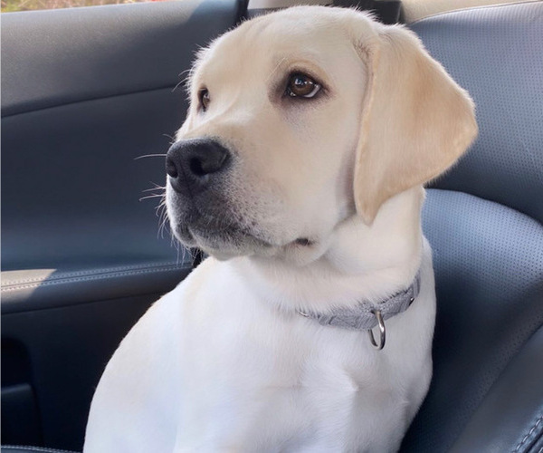 Medium Photo #3 Labrador Retriever Puppy For Sale in EL DORADO HILLS, CA, USA