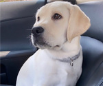 Small Photo #3 Labrador Retriever Puppy For Sale in EL DORADO HILLS, CA, USA