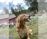 Small Photo #1 Golden Retriever Puppy For Sale in PLUMMER, ID, USA