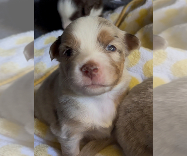 Medium Photo #12 Miniature Australian Shepherd Puppy For Sale in MONTICELLO, SC, USA