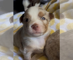 Small #11 Miniature Australian Shepherd