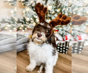 Aussiedoodle Dogs for adoption in Valrico, FL, USA