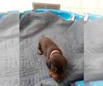 Small Photo #12 Doberman Pinscher Puppy For Sale in GOLDSBORO, NC, USA