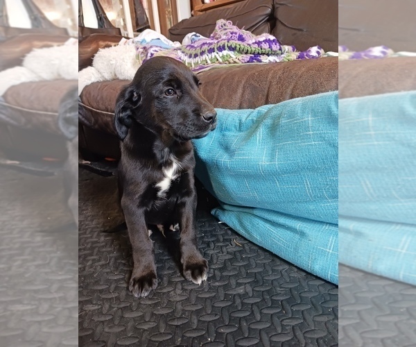 Medium Photo #30 English Cream Golden Retriever-Newfoundland Mix Puppy For Sale in SHEBOYGAN FALLS, WI, USA