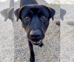 Small #10 Labrador Retriever Mix