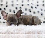 Small Photo #2 French Bulldog Puppy For Sale in SAGAPONACK, NY, USA