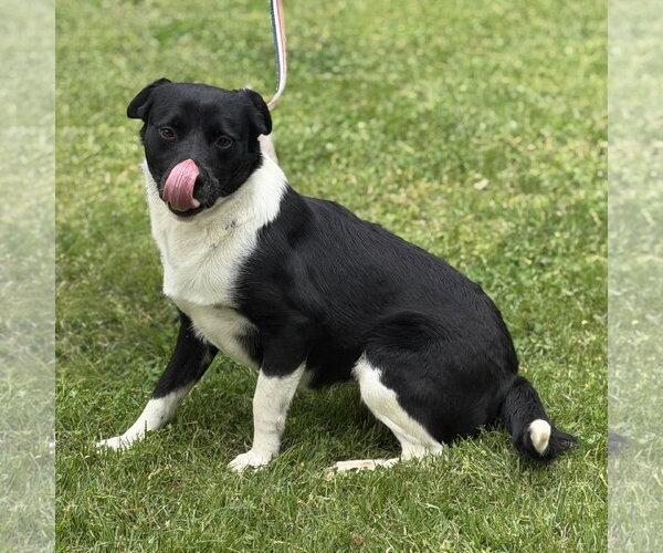 Medium Photo #7 Labrador Retriever-Unknown Mix Puppy For Sale in Yardley, PA, USA