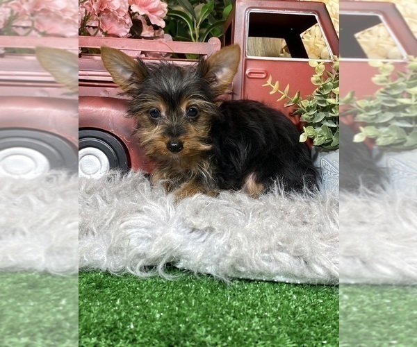 Medium Photo #2 Yorkshire Terrier Puppy For Sale in CANOGA, NY, USA