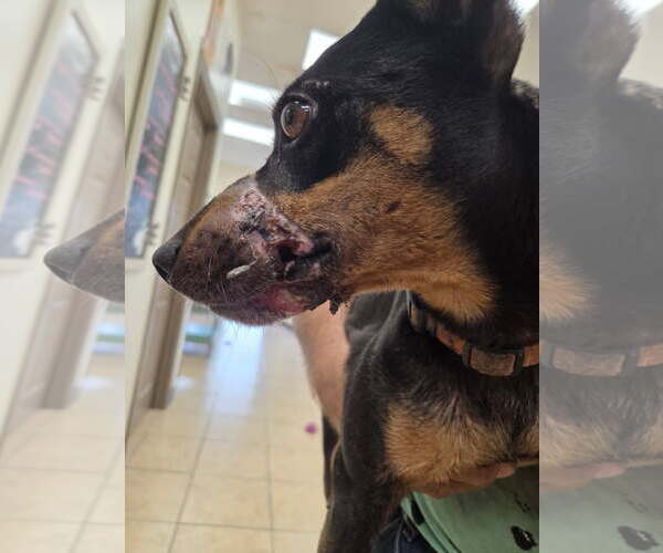 Medium Photo #7 Miniature Pinscher-Unknown Mix Puppy For Sale in Alvin, TX, USA