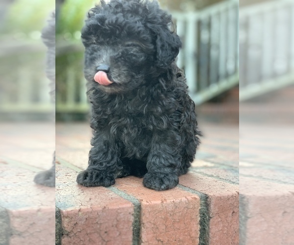 Medium Photo #3 Poodle (Toy) Puppy For Sale in MALVERN, AR, USA