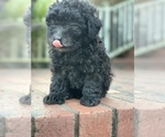 Small Photo #3 Poodle (Toy) Puppy For Sale in MALVERN, AR, USA
