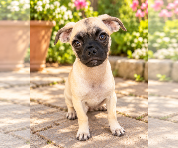 Medium Photo #1 Puggle Puppy For Sale in Lake Elsinore, CA, USA