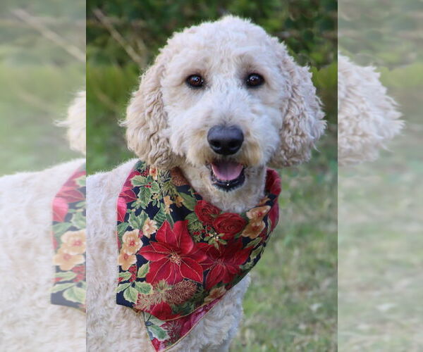 Medium Photo #1 Goldendoodle Puppy For Sale in Glendale , AZ, USA