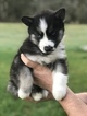 Small Photo #1 Siberian Husky Puppy For Sale in BRUSH PRAIRIE, WA, USA