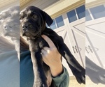 Small Photo #4 Mastador Puppy For Sale in MONTGOMERY, IN, USA