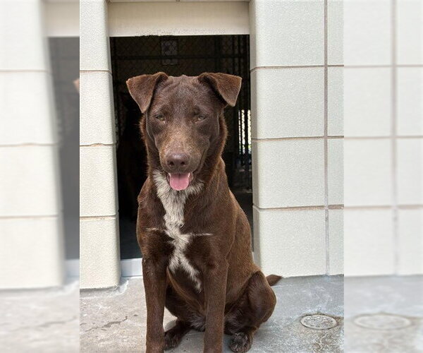 Medium Photo #1 Labrador Retriever-Unknown Mix Puppy For Sale in Corpus Christi, TX, USA