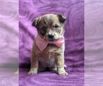 Small Photo #2 Australian Cattle Dog Puppy For Sale in COCHRANVILLE, PA, USA