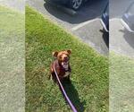 Small #1 American Staffordshire Terrier Mix