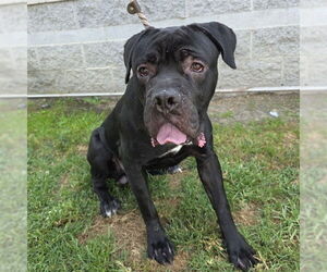 Mutt Dogs for adoption in Long Beach, CA, USA