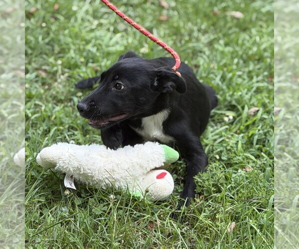 Medium Photo #3 Mutt Puppy For Sale in Yardley, PA, USA
