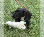 Small #2 Mutt