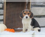 Litter of 5 - Male(s) and Female(s) BeagleLitter of Puppies for Sale - Small photo
