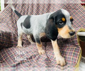 Medium Bernedoodle-Bluetick Coonhound Mix
