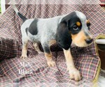 Puppy 4 Bernedoodle-Bluetick Coonhound Mix