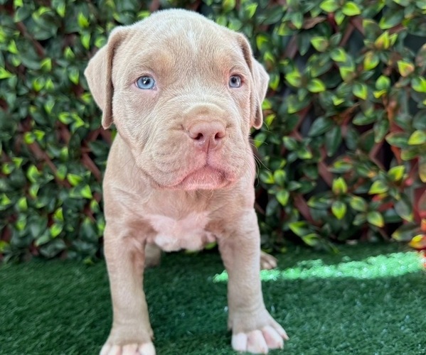 Medium Photo #1 American Bully Puppy For Sale in INDIAN TRAIL, NC, USA