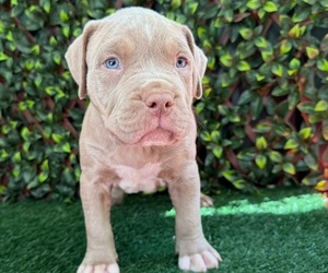 American Bully Puppy for sale in INDIAN TRAIL, NC, USA