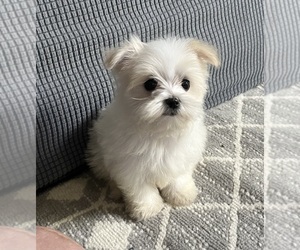 Maltese Puppy for sale in SYLVA, NC, USA