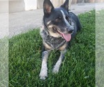 Small #1 Border Collie Mix
