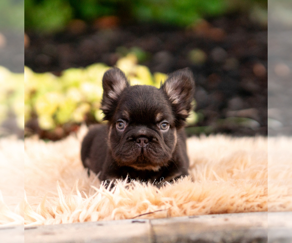 Medium Photo #24 French Bulldog Puppy For Sale in WARSAW, IN, USA