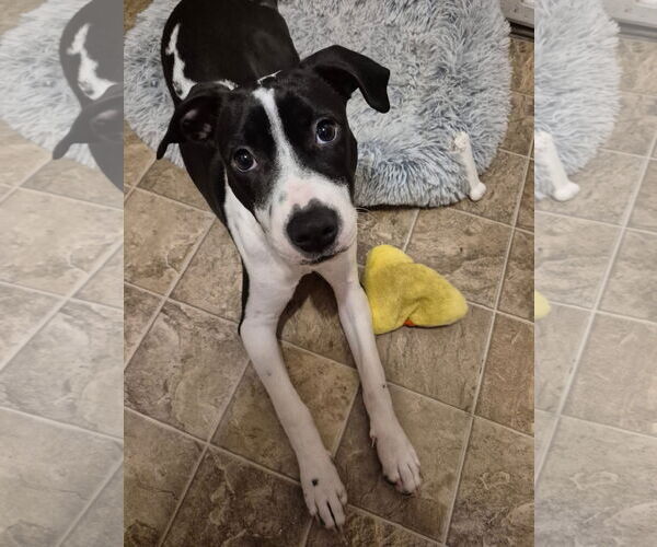 Medium Photo #2 Mutt Puppy For Sale in Germantown, OH, USA