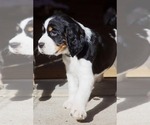 Puppy Dozer English Springer Spaniel