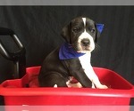 Small Photo #8 Great Dane Puppy For Sale in BUNCETON, MO, USA