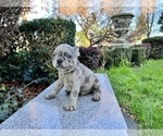 Small #158 French Bulldog