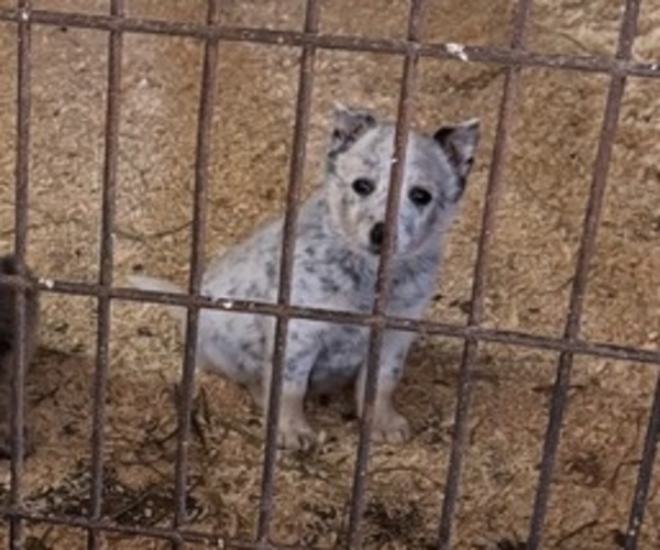 Medium Photo #2 Australian Cattle Dog Puppy For Sale in MIDDLEBORO, MA, USA