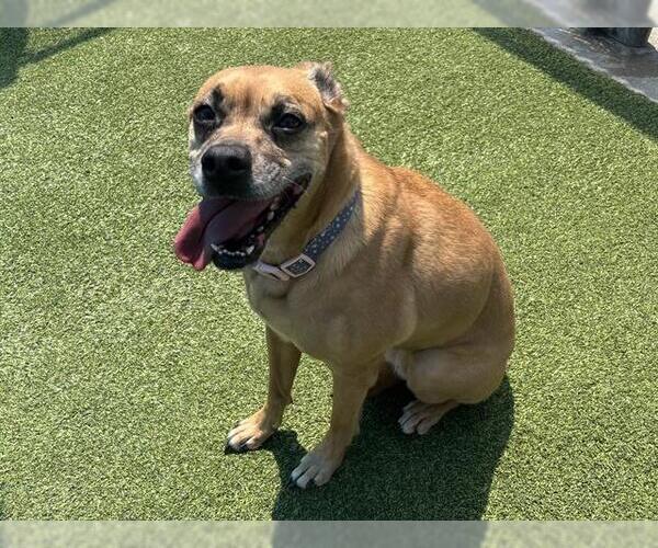 Medium Photo #1 Australian Kelpie-Unknown Mix Puppy For Sale in Grand Prairie, TX, USA