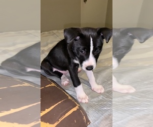 American Pit Bull Terrier Puppy for sale in CHARLOTTE, NC, USA